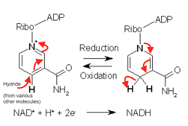 Why is Your Body in Dire Need of NAD+ with the Progression of Age?